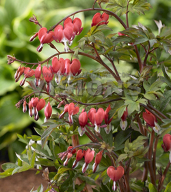 Dicentra Valentine