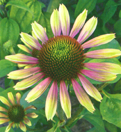 Echinacea Green Envy