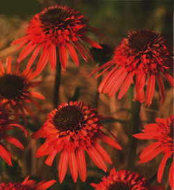 Echinacea Irresistible