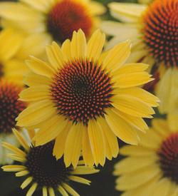 Echinacea Sandy Yellow Echinacea Sandy Yellow