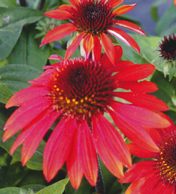 Echinacea Sangrita