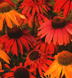 Echinacea Summer Cocktail Echinacea Summer Cocktail
