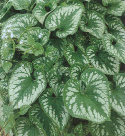 Brunnera Emerald Mist Brunnera Emerald Mist