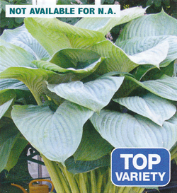 Hosta Empress Wu Hosta Empress Wu