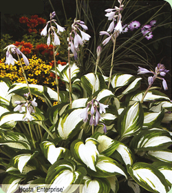 Hosta Enterprise