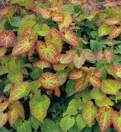 Epimedium Frohnleiten