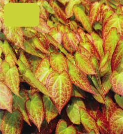 Epimedium Galadriel Epimedium Galadriel