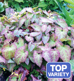 Epimedium Rubrum