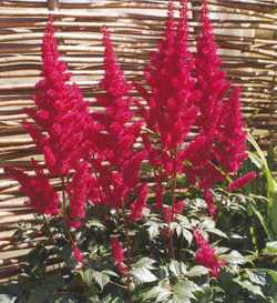 Astilbe Fanal Astilbe Fanal