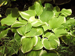 Hosta Fragrant Bouquet Hosta Fragrant Bouquet