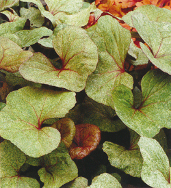 Ligularia Garden Confetti