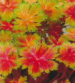 Geranium Fay Anna Geranium Fay Anna