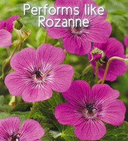 Geranium Rosetta Geranium Rosetta