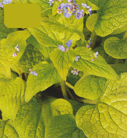 Brunnera Green Gold