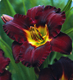 Hemerocallis Bela Lugois Hemerocallis Bela Lugois
