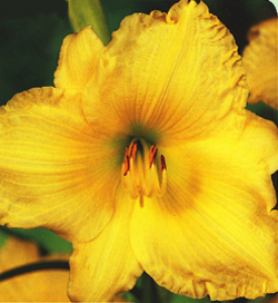 Hemerocallis Big Time Happy Hemerocallis Big Time Happy