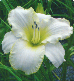 Hemerocallis Blizzard Bay