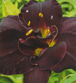 Hemerocallis Bogeyman Hemerocallis Bogeyman