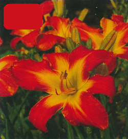 Hemerocallis Carrick Wildon Hemerocallis Carrick Wildon