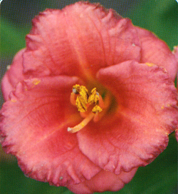 Hemerocallis Cosmopolitan Hemerocallis Cosmopolitan