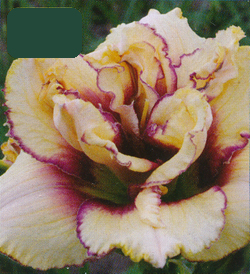 Hemerocallis Crickled Fantasy Hemerocallis Crickled Fantasy
