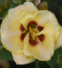 Hemerocallis Custard Candy