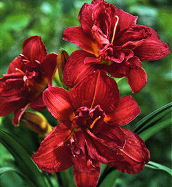 Hemerocallis Double Firecracker Hemerocallis Double Firecracker