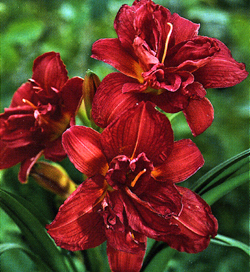 Hemerocallis Double Firecracker