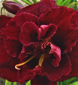 Hemerocallis Double Red Royal Hemerocallis Double Red Royal