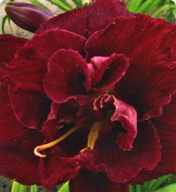 Hemerocallis Double Red Royal