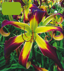 Hemerocallis Helix