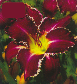 Hemerocallis Snaggle Tooth Hemerocallis Snaggle Tooth
