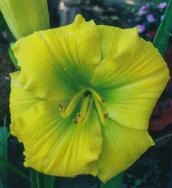 Hemerocallis Tequilla and Lime