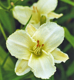 Hemerocallis White Temptation