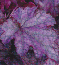 Heuchera Blackberry Jam Heuchera Blackberry Jam