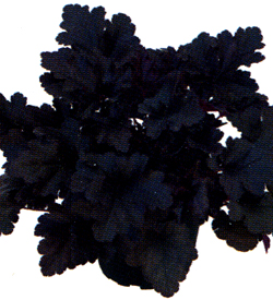 Heuchera Black Pearl Heuchera Black Pearl