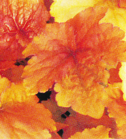 Heuchera Creme Brulee Heuchera Creme Brulee