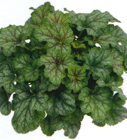 Heuchera Emeral Queen Heuchera Emeral Queen