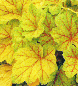 Heuchera Hybride Electra Heuchera Hybride Electra