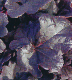 Heuchera Hybride Obsidian Heuchera Hybride Obsidian