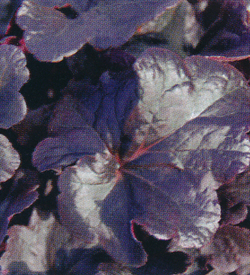 Heuchera Hybride Obsidian