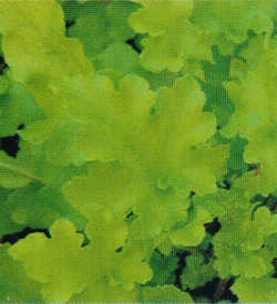 Heuchera Lime Marmalade