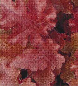 Heuchera Red Fury Heuchera Red Fury