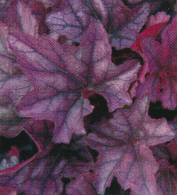 Heuchera Season King