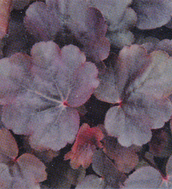 Heuchera Starry Night Heuchera Starry Night