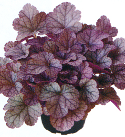 Heuchera Sugar Frosting