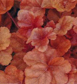 Heuchera Timeless Orange Heuchera Timeless Orange