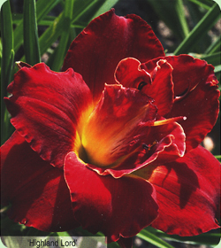 Hemerocallis Highland Lord Hemerocallis Highland Lord