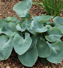 Hosta Abiqua Drinking Gourd Hosta Abiqua Drinking Gourd