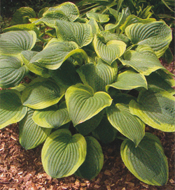 Hosta Abiqua Moonbeam Hosta Abiqua Moonbeam